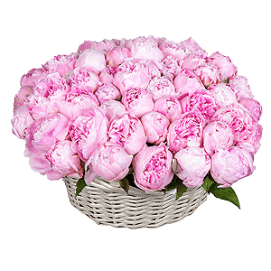 Peony pink - 67, Medium Basket, Oasis