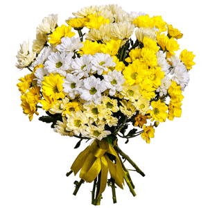 Bacardi Yellow Spray Chrysanthemum - 12, Bacardi White Spray Chrysanthemum - 5, Ribbon