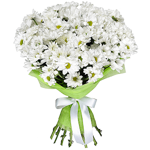 Daisy poms with delivery Astrakhan