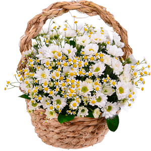 Basket of daises with delivery Astrakhan