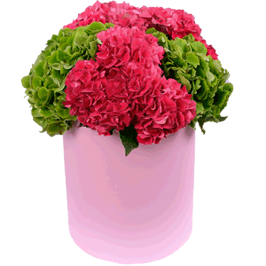 Hydrangeas in a hatbox with delivery Astrakhan