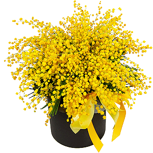 Mimosa - 6, Round flower box small , Oasis, Ribbon