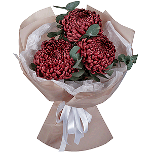 Chrysanthemum Bigoudi purple - 5, Eucalyptus, Wrapping Paper