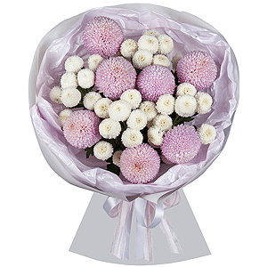 Momoko Chrysanthemum - 9, Newton White Spray Chrysanthemum - 5, Wrapping Paper