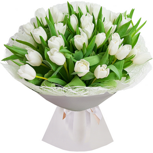 Tulip white - 23, Wrapping Paper, Ribbon