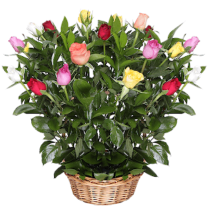 Tropical Dream with delivery Astrakhan