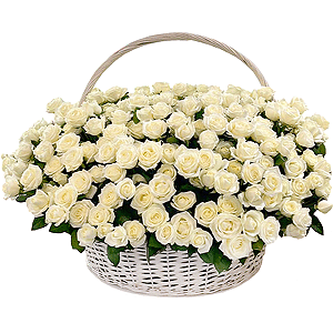 Basket of 501 white roses with delivery Astrakhan