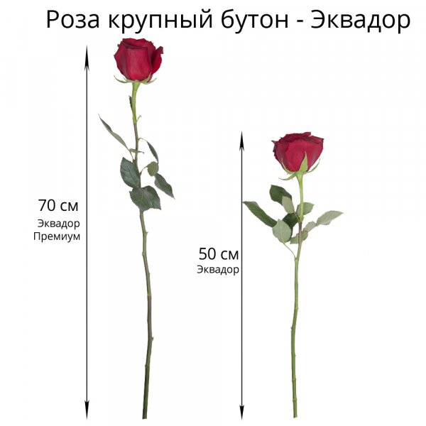 Роза Эквадор красная 50 см - 15, Современная упаковка